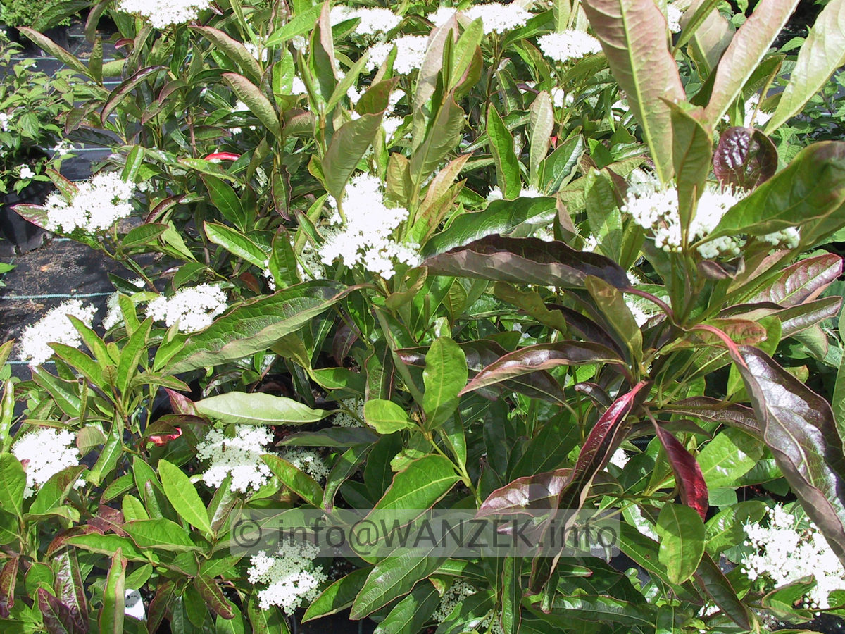 Viburnum nudum Pink Beauty 01.JPG